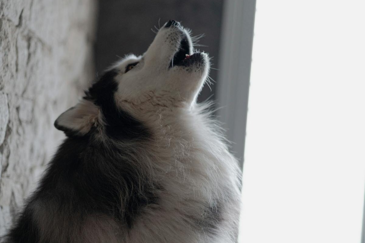 哈士奇仰头嚎叫